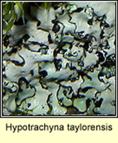 Hypotrachyna taylorensis