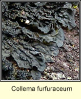 Collema furfuraceum