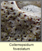 Collemopsidium foveolatum