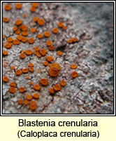 Blastenia crenularia, Caloplaca crenularia