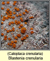 Caloplaca crenularia