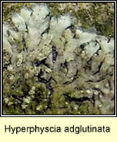 Hyperphyscia adglutinata