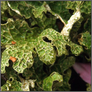 Lobaria pulmonaria