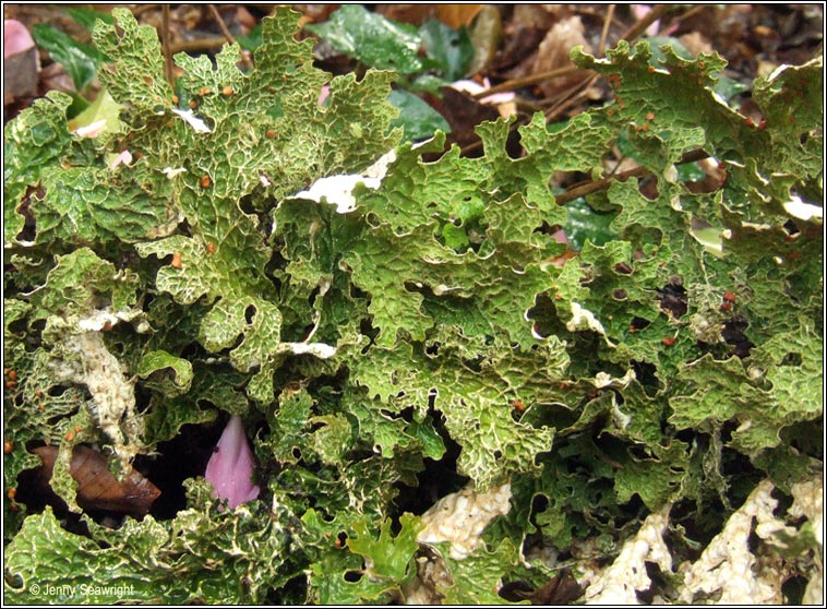 Lobaria pulmonaria