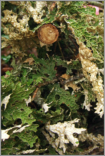 Lobaria pulmonaria