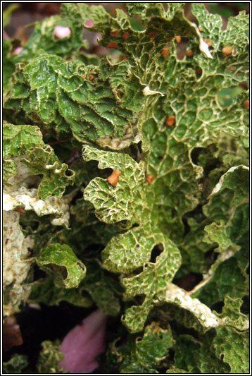 Lobaria pulmonaria