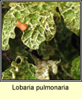 Lobaria pulmonaria, Lungwort