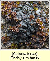 Enchylium tenax, Collema tenax