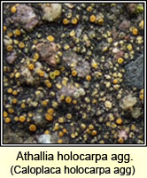 Athallia holocarpa agg, Caloplaca holocarpa