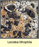 Lecidea lithophila