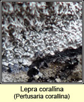 Pertusaria corallina