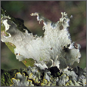 Ramalina lacera