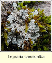 Lepraria caesioalba