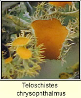Teloschistes chrysophthalmus, Golden-eye lichen