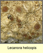 Lecanora helicopis