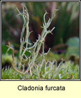 Cladonia furcata