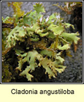 Cladonia incrassata