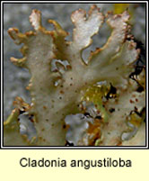 Cladonia angustiloba