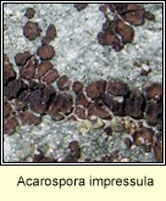 Acarospora impressula