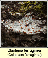 Blastenia ferruginea, Caloplaca ferruginea