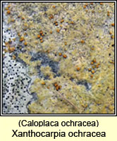 Caloplaca ochracea