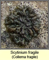 Collema fragilis