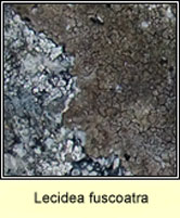 Lecidea fuscoatra