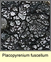 Placopyrenium fuscellum / Verrucaria fuscella