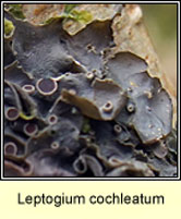 Leptogium cochleatum