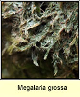 Megalaria grossa