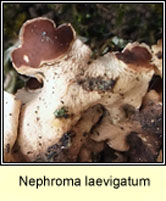 Nephroma laevigatum