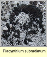 Placynthium subradiatum