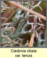Cladonia ciliata var tenuis