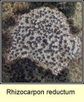 Rhizocarpon reductum