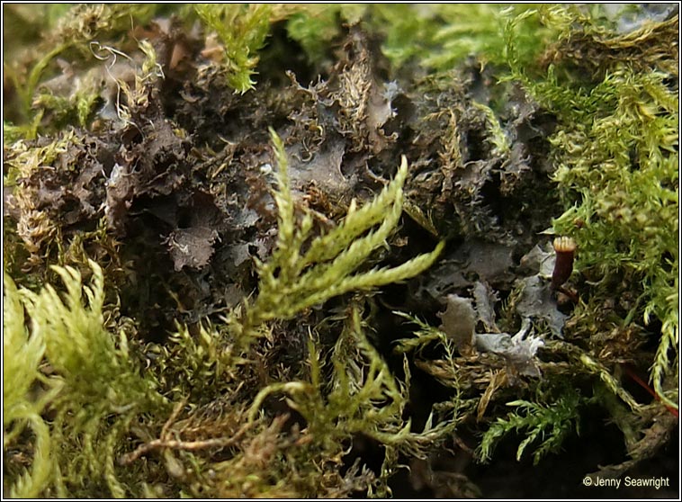 Leptogium lichenoides