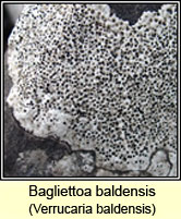 Verrucaria baldensis