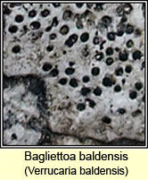 Bagliettoa baldensis, Verrucaria baldensis