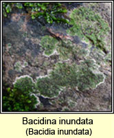 Bacidina inundata, Bacidia inundata
