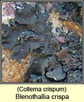 Collema crispum