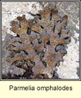 Parmelia omphalodes