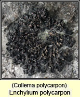 Enchylium polycarpon, Collema polycarpon (q1)