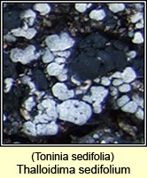 Toninia sedifolia