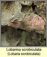 Lobarina scrobiculata, Lobaria scrobiculata