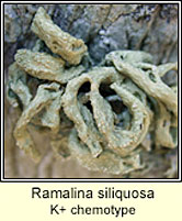Ramalina siliquosa K+