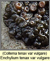 Enchylium tenax var vulgare, Collema tenax var vulgare
