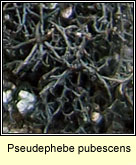 Pseudephebe pubescens