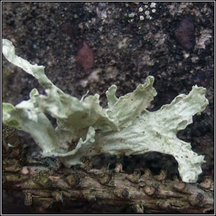 Ramalina canariensis