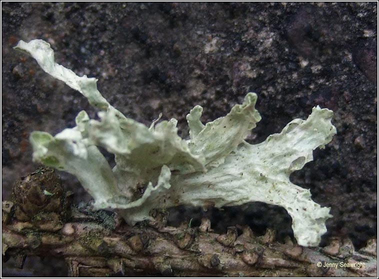 Ramalina canariensis