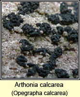 Arthonia calcarea, Opegrapha calcarea