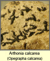 Arthonia calcarea, Opegrapha calcarea